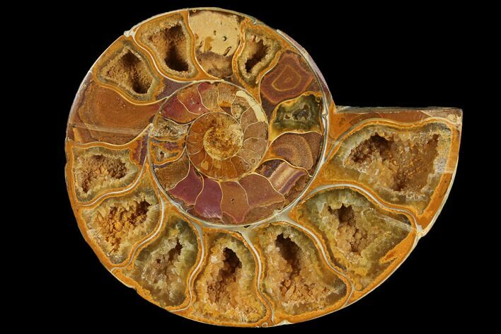 Sliced, Agatized Ammonite Fossil (half) - Jurassic #110749